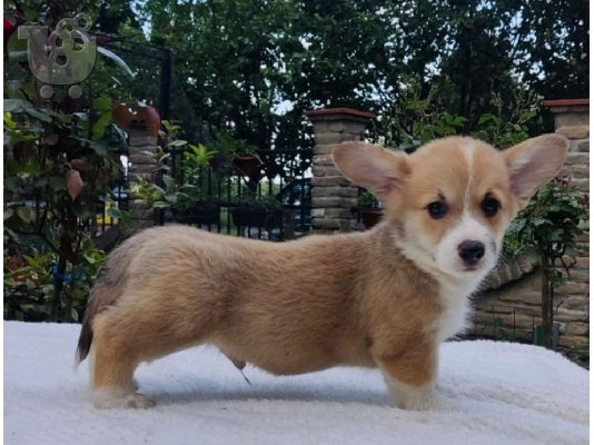 PoulaTo: Ουαλικά corgi pembroke κουτάβια